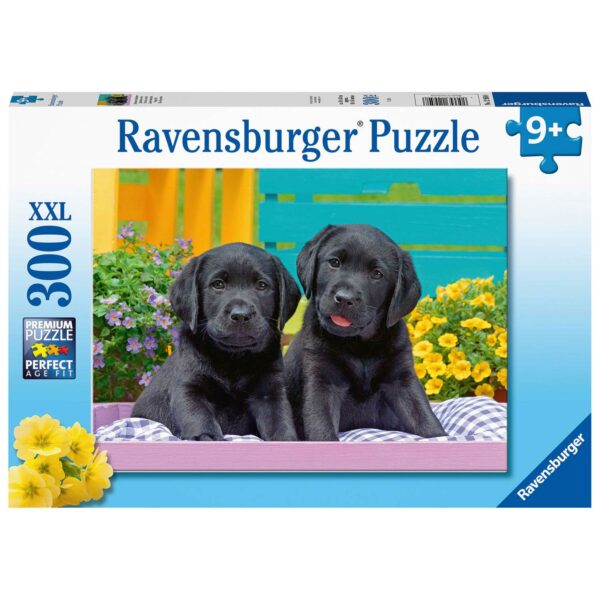 Zwarte Labradors, 300st.