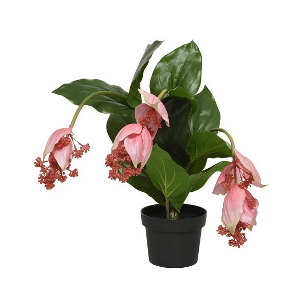 Decoris Kunstplant Medinilla in pot 49x50x42cm